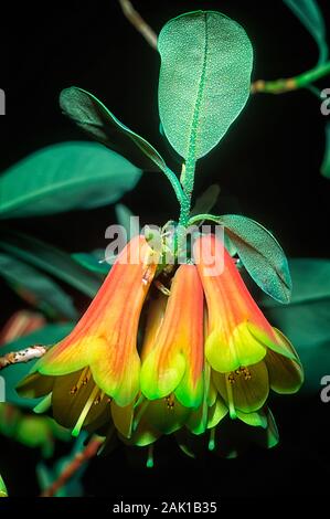 Blandfordiaeflorum RHODODENDRON Rhododendron cinnabarinum, Ericaceae, arbustes, fleurs, jaune, rose Banque D'Images