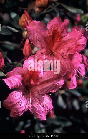 Obtusatum Rhododendron, Azalea japonica, Ericaceae, evergreen arbustes,  fleurs lila Photo Stock - Alamy