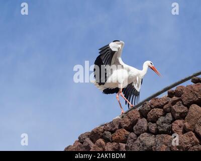 Une cigogne volant dans le ciel bleu Banque D'Images