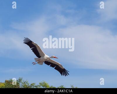 Une cigogne volant dans le ciel bleu Banque D'Images