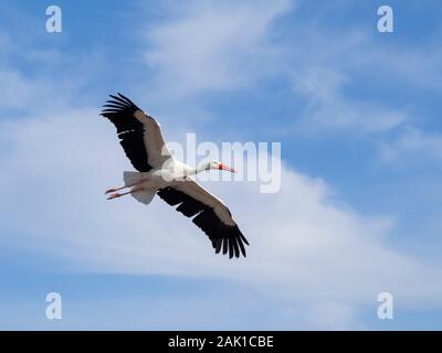 Une cigogne volant dans le ciel bleu Banque D'Images