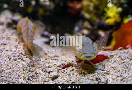 Gobie tacheté orange sleeper en gros plan, le tamisage du sable, du poisson animal aquarium tropical de l'océan indien Banque D'Images