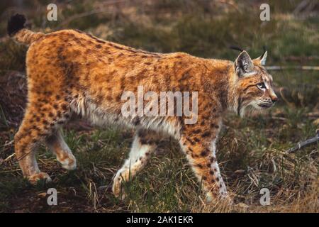 Le lynx (lynx eurasien - bête féline) marche dans la forêt de Bohême, side view Banque D'Images