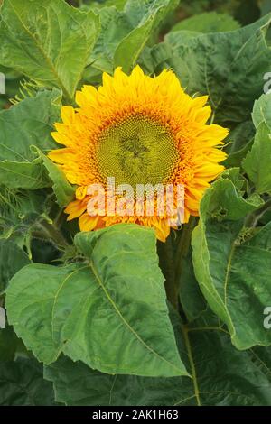 Le tournesol dans le jardin - grande fleur Tournesol jaune entouré de grandes feuilles vertes Banque D'Images