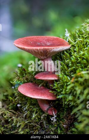 La culture des champignons à partir de branchies sur un sol de la forêt moussue en septembre dans le parc national Yoho, Colombie-Britannique, Canada Banque D'Images