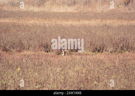 Deux hommes sauvages Mule Deer l'un derrière l'autre, à peine visible, camouflé par de longues herbes sèches, regardant le photographe. Banque D'Images