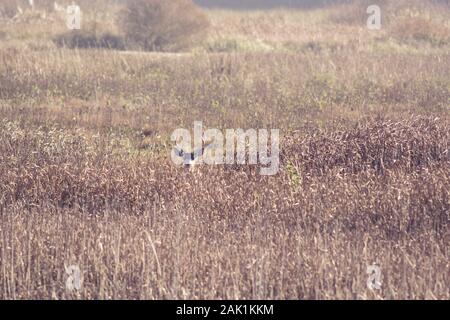 Mule Deer mâle sauvage avec des fourrages, à peine visibles, camouflés par de longues herbes sèches, regardant le photographe. Banque D'Images