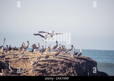 Grand troupeau de pélicans bruns sur un rocher dans l'océan Pacifique. Deux pélicans en formation en vol - descendant vers la terre. Banque D'Images