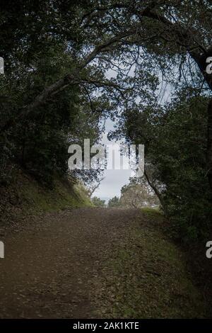 Sentier de randonnée bordé d'arbres dans le parc du comté d'Almaden Quicksilver. Trajectoire de niveau avec légère pente, en suivant une colline avec ombre aux appliqués. Banque D'Images