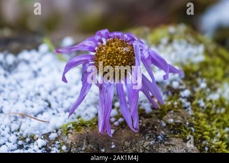 En septembre Aster de la neige dans le parc national Yoho, Colombie-Britannique, Canada Banque D'Images