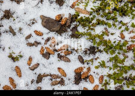 L'épinette d'Engelmann, Picea engelmannii, larguée par un écureuil roux (Tamiasciurus hudsonicus) on a snowy day septembre dans le parc national Yoho, en Colombie-Britannique Banque D'Images