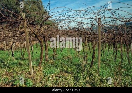 Paysage avec des troncs et des branches sans feuilles de vignes dans un vignoble près de Bento Gonçalves. Un pays producteur de vin dans la ville du sud du Brésil. Banque D'Images