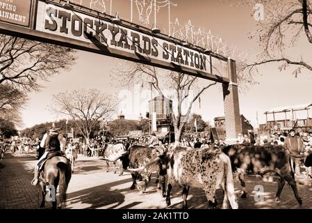 Fort Worth, au Texas, Jan.4,2020 - Longhorn cattle drive au Fort Worth Stockyards qui se passe tous les jours à 10:30 et 4:00 pour libre à experence. Banque D'Images