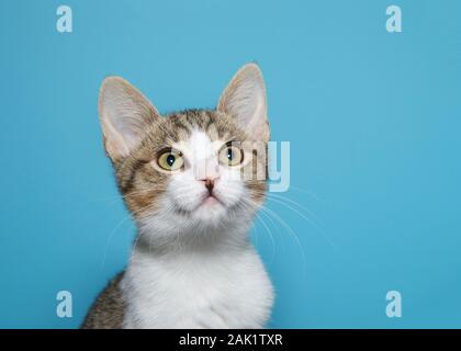 Portrait d'un chaton tabby blanche et beige, et légèrement à droite les spectateurs avec de grands yeux curieux. Fond bleu avec copie espace. Banque D'Images