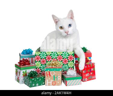 Chat blanc aux yeux impairs, heterochromia, éclater d'un cadeau de Noël coloré entouré de boîtes plus petites isolé sur fond blanc. Banque D'Images