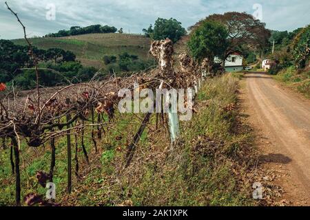 Paysage rural avec plusieurs rangées de troncs et branches sans feuilles de vigne de côté un chemin de terre près de Bento Gonçalves. Un pays producteur de vin dans le sud de la ville Banque D'Images