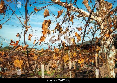 Les feuilles d'orange séchée en paysage d'automne au milieu des vignes, à partir de branches winery près de Bento Gonçalves. Un pays producteur de vin dans la ville du sud du Brésil. Banque D'Images