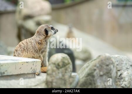 Les suricates curieux au zoo ; groupe de suricates Banque D'Images