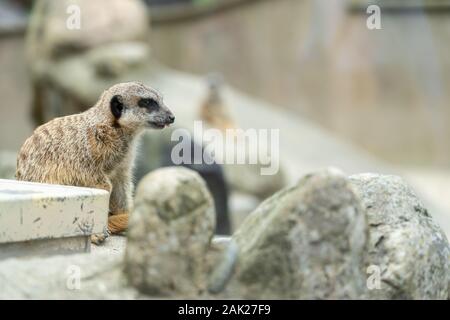 Les suricates curieux au zoo ; groupe de suricates Banque D'Images