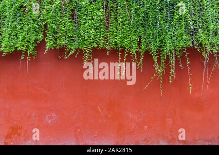 Mur de brique rouge avec lierre vert sur le haut du mur. Banque D'Images