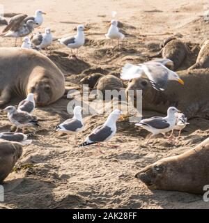 ( Mirounga angustirostris) Scène de l'Éléphant de Piedras Blancas the rookery at Central Coast, Californie Banque D'Images