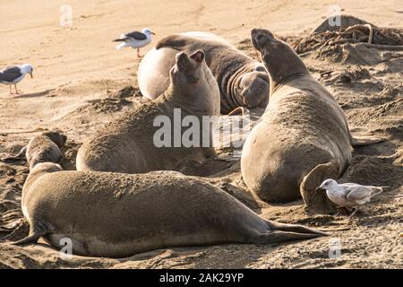 ( Mirounga angustirostris) Scène de l'Éléphant de Piedras Blancas the rookery at Central Coast, Californie Banque D'Images