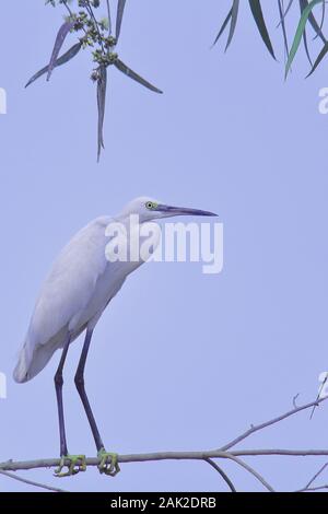 Une aigrette garzette (Egretta garzetta) est assis sur une branche d'arbre dans la région du delta Sundarbans, l'ouest du Bengale en Inde Banque D'Images