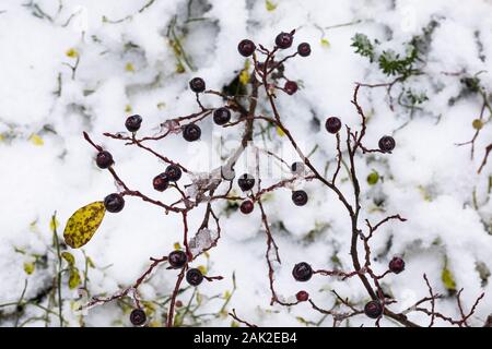 Myrtille, Vaccinium caespitosum, avec de la glace et de la neige le long du sentier du LakeO'Hara de Linda Lake en septembre dans le parc national Yoho, en Colombie-Britannique Banque D'Images