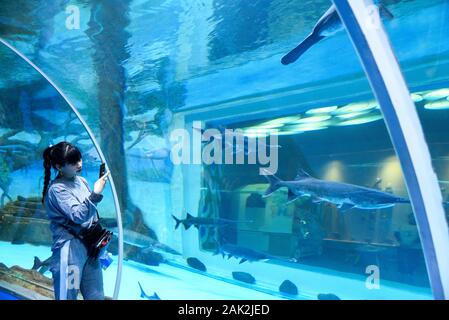 Yunnan, Yunnan, Chine. Jan 7, 2020. Yunnan, Chine-Le 6 janvier 2020, le premier aquarium de poissons d'eau douce le long de la rivière du Mékong a ouvert ses portes à Xishuangbanna, province du Yunnan. Crédit : SIPA Asie/ZUMA/Alamy Fil Live News Banque D'Images