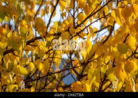 Belles feuilles jaunes pendent sur les arbres en automne. Banque D'Images