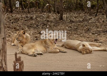 Asiatic lion pride à rif forêt, Inde. Banque D'Images