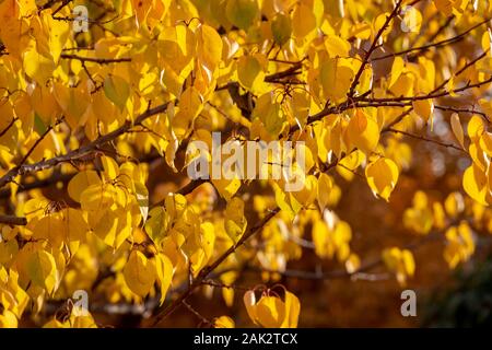 Belles feuilles jaunes pendent sur les arbres en automne. Banque D'Images