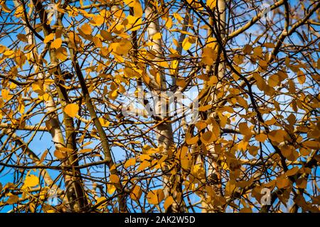 Belles feuilles jaunes pendent sur les arbres en automne. Banque D'Images