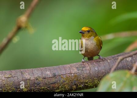 Orange-bellied Euphonia Euphonia xanthogaster -, belle petite Finch de l'ouest les pentes des Andes, Mindo, l'Équateur. Banque D'Images
