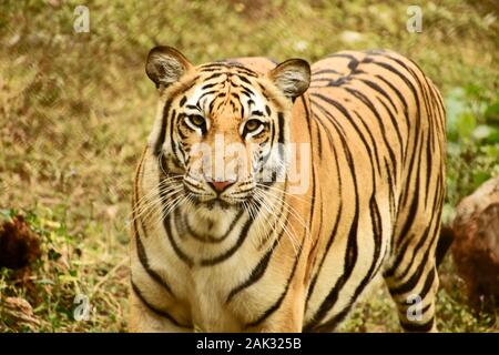 Tigre du Bengale royal principalement trouvés en Inde Banque D'Images