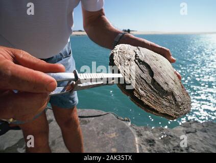 Un homme ouvre un shell perle de culture à la Willie Creek Pearl Farm près de Broome, en Australie occidentale, Australie. (Photo non datée) | conditions dans le monde entier Banque D'Images