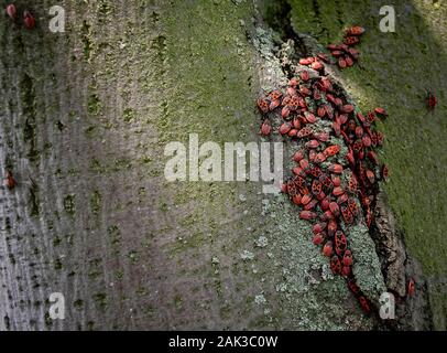 De nombreux bugs sur un arbre dans différentes étapes de développement. Gros plan photo insectes insectes insectes pompier. Coléoptères avec un dos rouge repéré. Insectes Banque D'Images