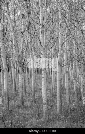 Les rangées d'arbres de peuplier, les végétaux plantés dans square grid à l'aire protégée Zlato Pole, dans la municipalité de Dimitrovgrad, Haskovo Bulgarie, Province, selective focus, à la fin de l'automne, presque aphylles Banque D'Images