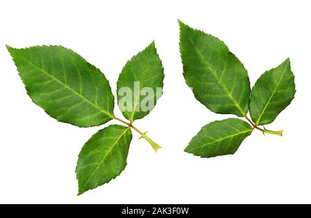 Ensemble de rose vert feuilles isolées sur fond blanc Banque D'Images