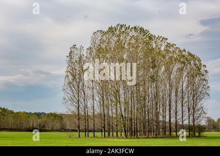 Les peupliers dans la rangée, le bulgare à la fin de l'automne près de green field Zlato Pole village, municipalité de Dimitrovgrad, Haskovo, Bulgarie, province de l'Europe. Paysages étonnant paysage, beau ciel Banque D'Images