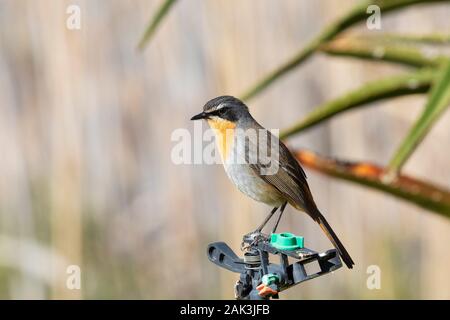 Mâle adulte Cape Robin-chat ou Cape Robin (Cossypha caffra) perché sur jardin réseau sprinkleur Western Cape, Afrique du Sud en hiver Banque D'Images
