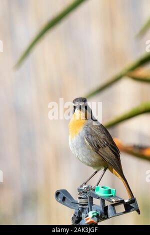Mâle adulte Cape Robin-chat ou Cape Robin (Cossypha caffra) perché sur jardin réseau sprinkleur Western Cape, Afrique du Sud en hiver Banque D'Images