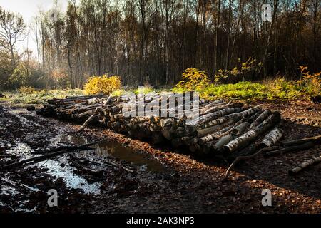 Une pile de journaux dans le cadre de la gestion des forêts et à l'ouverture de nouveaux sentiers à Thorndon Park à Brentwood dans l'Essex. Banque D'Images