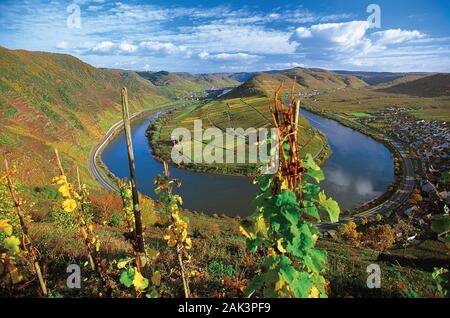 Vue pittoresque du Bremmer Calmont Hill à l'un des sinuosités de la moselle. La rivière est célèbre pour ses nombreuses sinuosités étroites. T Banque D'Images