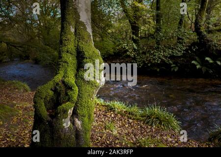 De plus en plus de mousse sur le tronc d'un arbre dans le bois de forêts anciennes Draynes à Cornwall. Banque D'Images