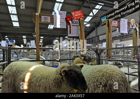 Moutons primés en exposition dans un stylo au Royal Welsh Show 2019 d'hiver. Banque D'Images
