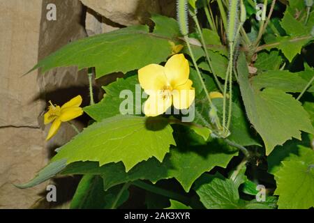 Stylophorum lasiocarpum (Chinese celandine poppy) est une autre espèce originaire de la Chine centrale et orientale. Banque D'Images