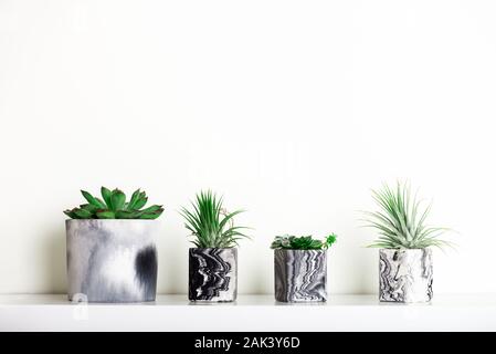 Collection de succulentes géométrique marbré semoirs avec de belles petites plantes succulentes sur plateau blanc contre mur blanc. Décoration de la vie Banque D'Images