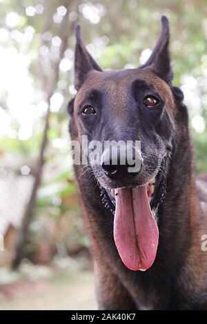 une femme belge malinois qui s'est posée sous un auvent d'arbre montrant sa longue langue à branches avec un fond de bokeh pendant une journée ensoleillée pendant l'été Banque D'Images