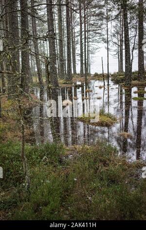 La neige qui tombe en Abernethy forêt écossaise dans le Parc National de Cairngorms de l'Ecosse. Banque D'Images